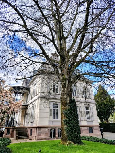 A Baden-Baden villa under a plane tree not yet in leaf