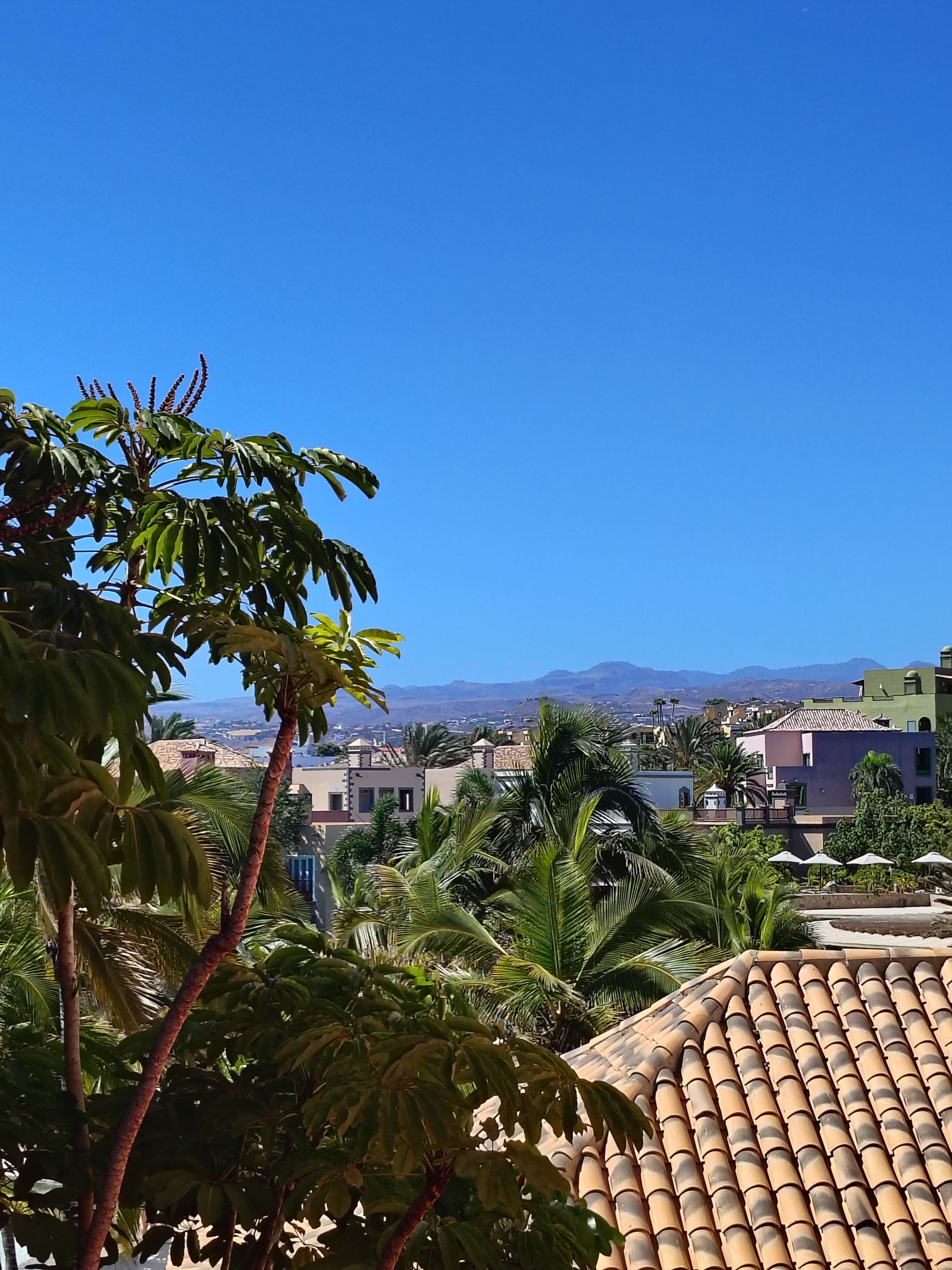 Palms and the dry hills behind the coast
