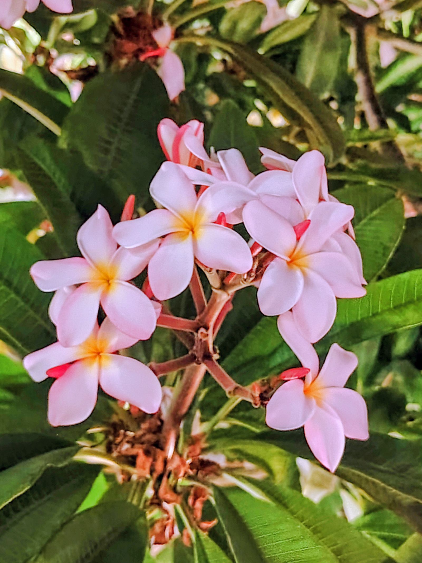 Frangipani in the Lopesan garden, doing the smelling for the whole terrace