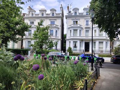 A Notting Hill garden square in early summer, the alliums out