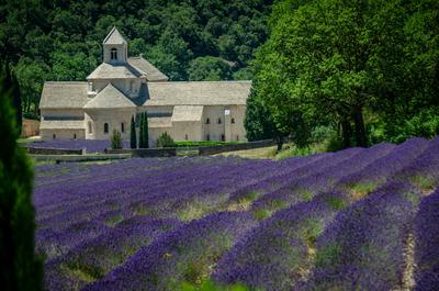 Lavender rows running to a village church — Provence