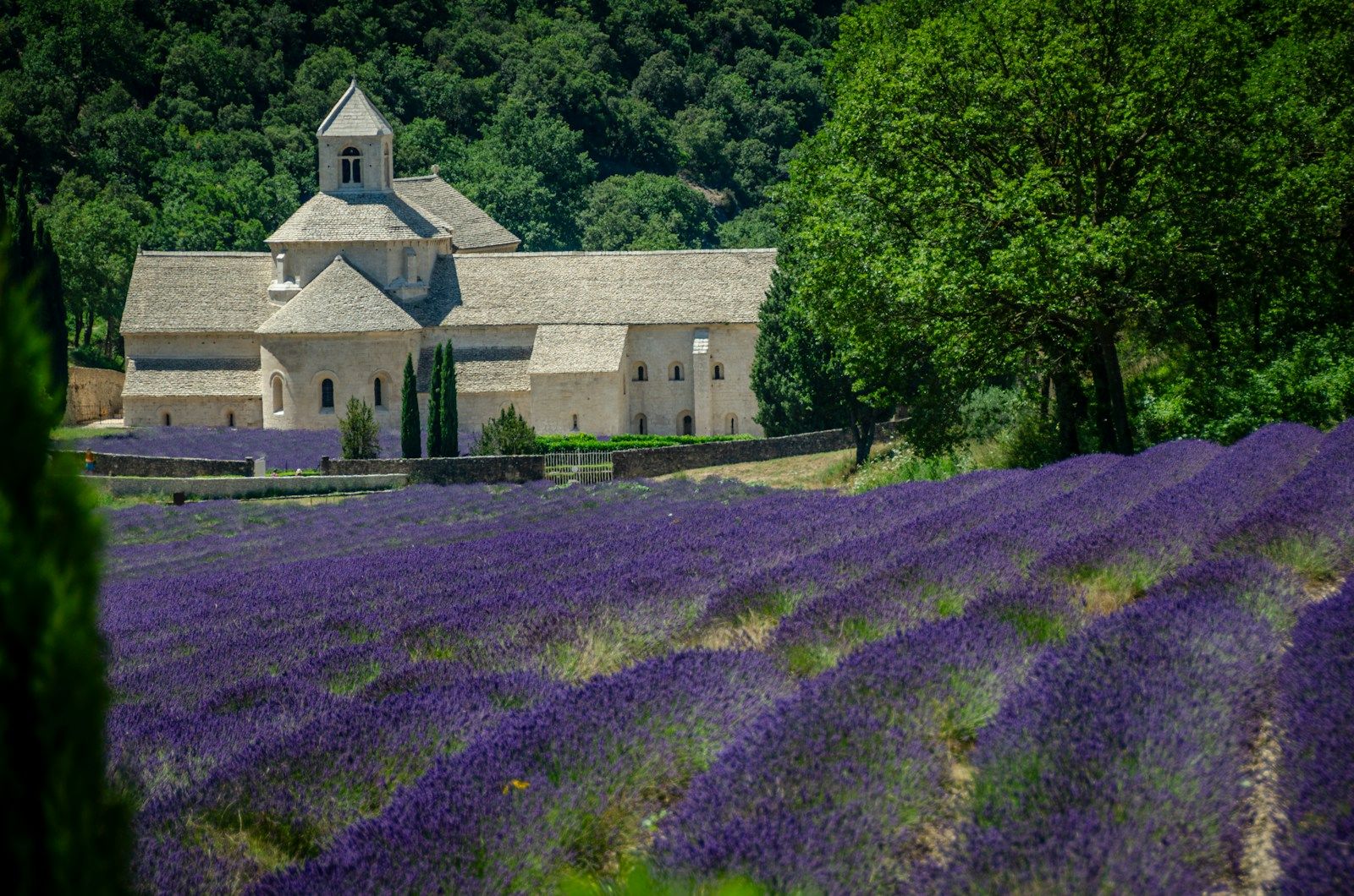 Lavender rows running to a village church — Provence